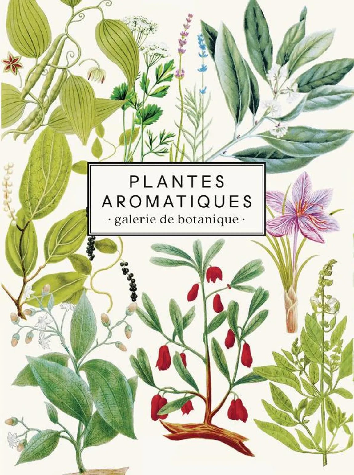 Carnet «Plantes aromatiques» - Les Jolies planches