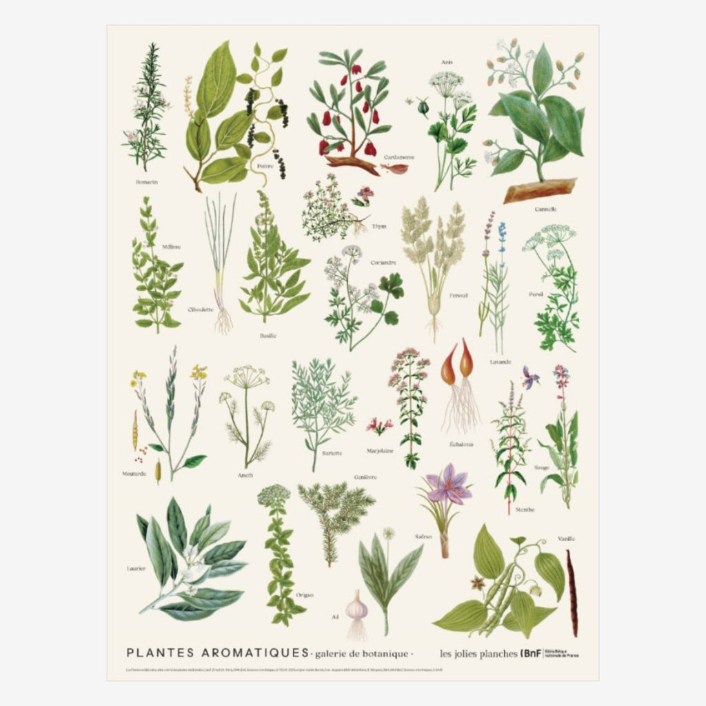Carnet «Plantes aromatiques» - Les Jolies planches