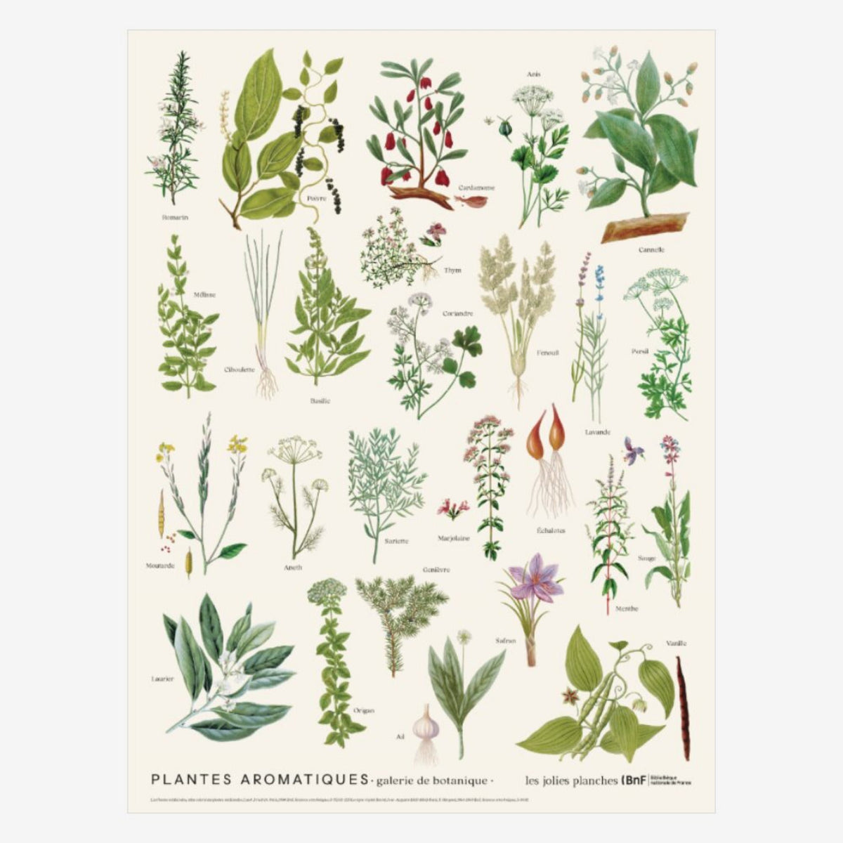 Carnet «Plantes aromatiques» - Les Jolies planches